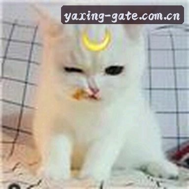 陈哥